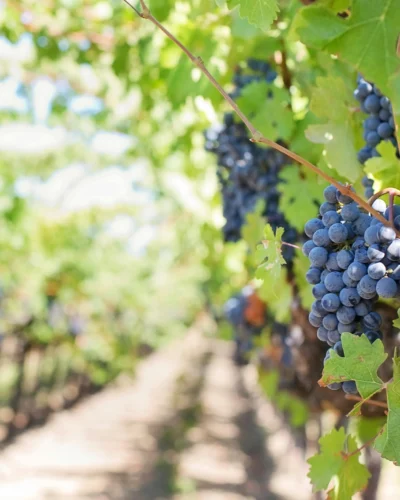 Titre de l’article