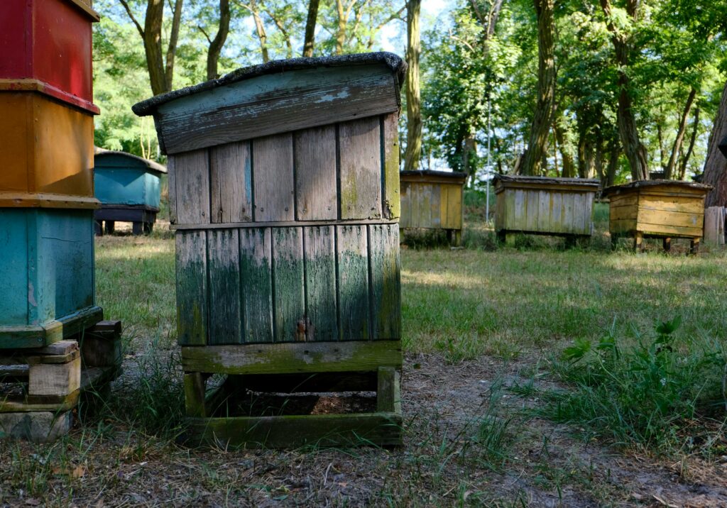 pexels-szafran-33409295